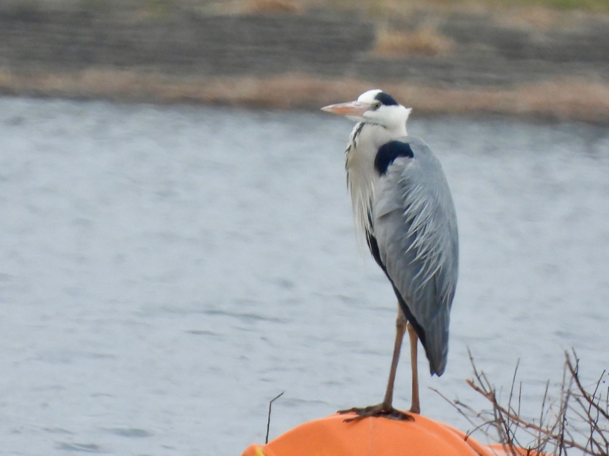 Photo of Grey Heron at 彩湖 by くー