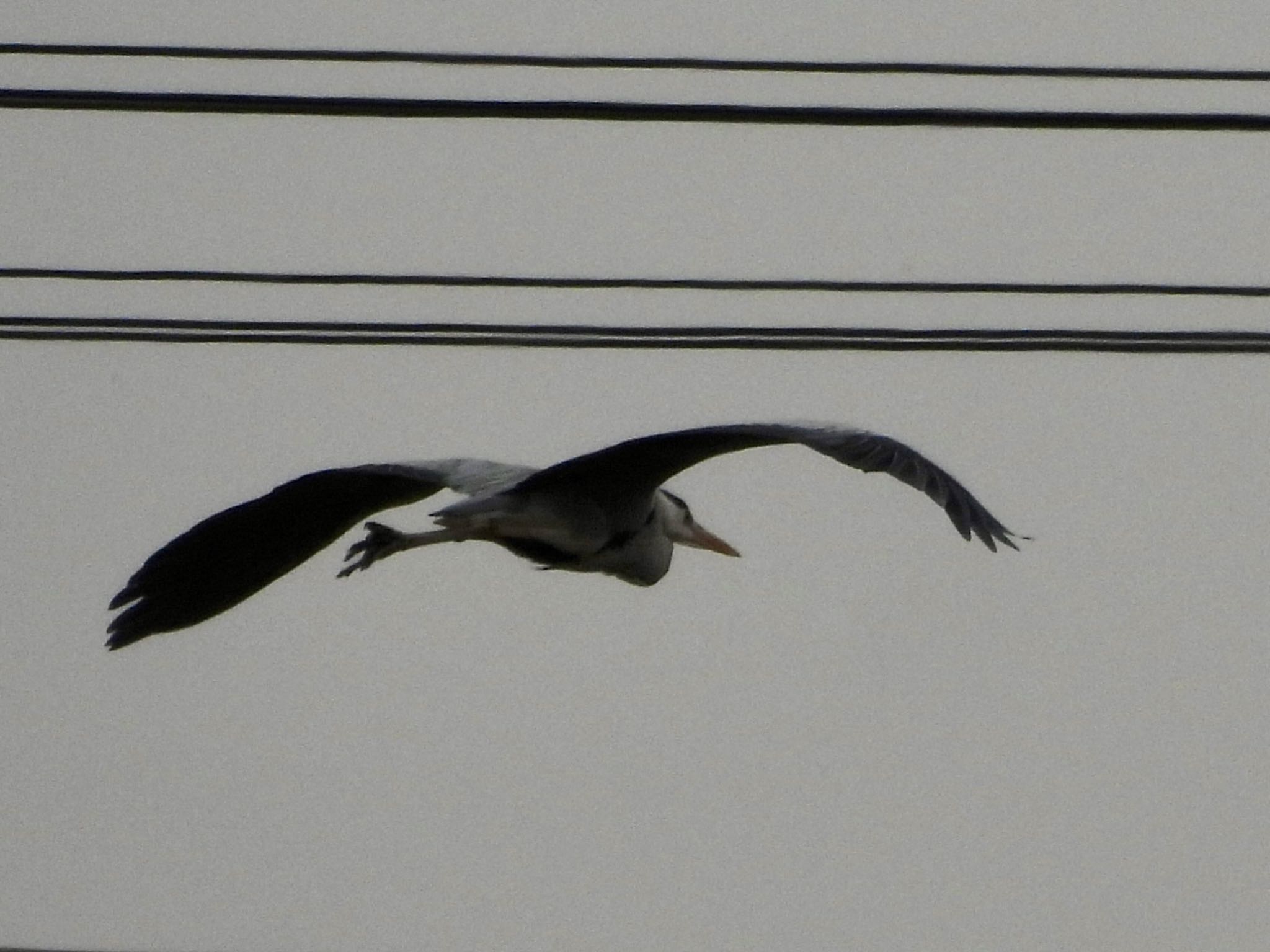 Photo of Grey Heron at 彩湖 by くー