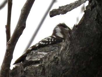 Japanese Pygmy Woodpecker 彩湖 Sun, 3/24/2024