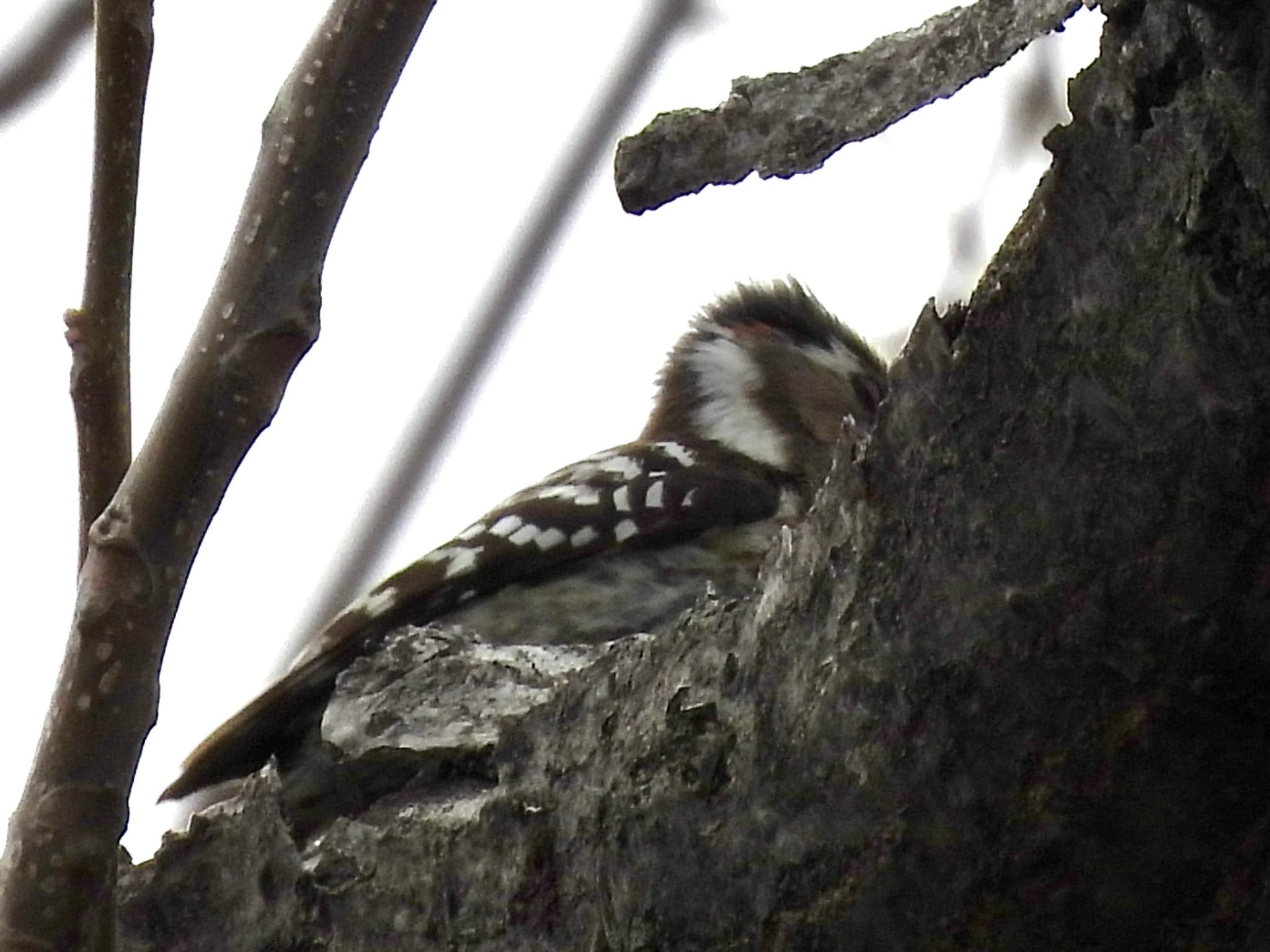 Japanese Pygmy Woodpecker