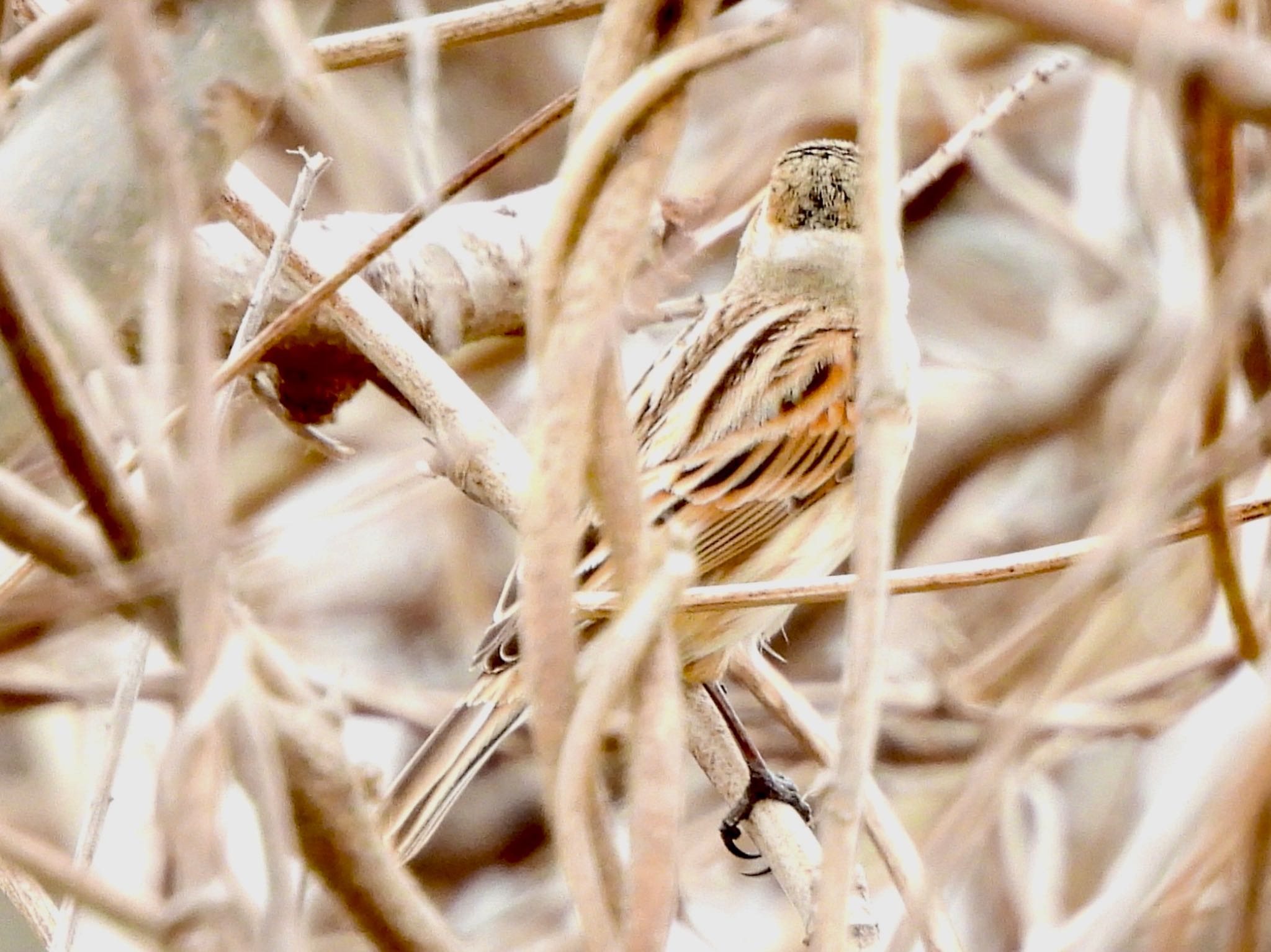 Photo of Common Reed Bunting at 彩湖 by くー