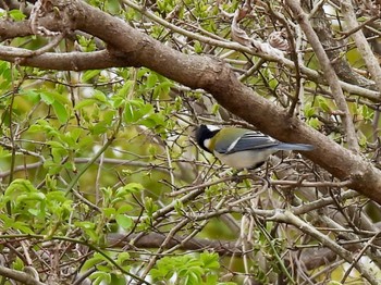 Japanese Tit 彩湖 Sun, 3/24/2024