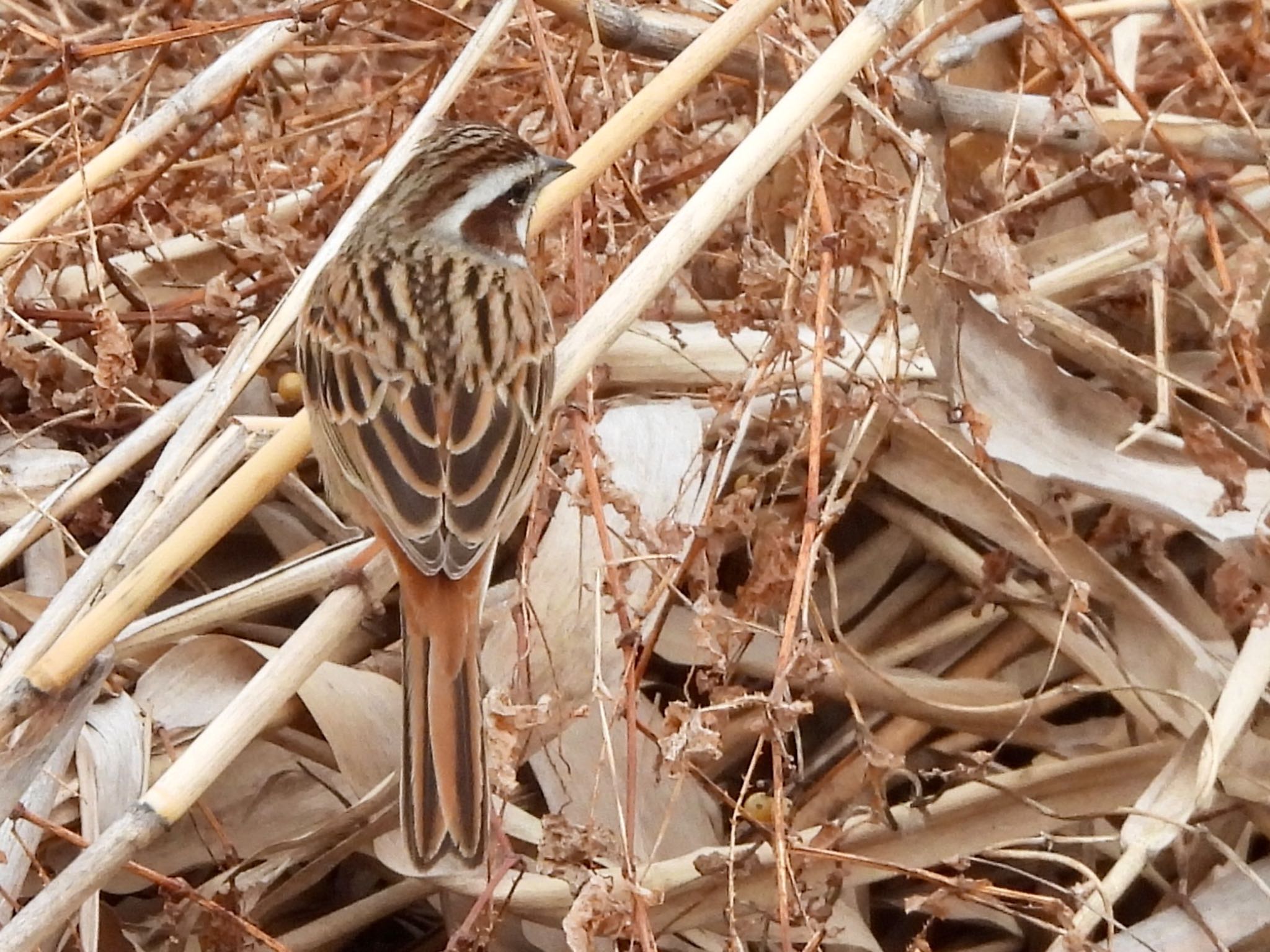 Photo of Meadow Bunting at 彩湖 by くー