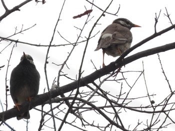 White-cheeked Starling 彩湖 Sun, 3/24/2024