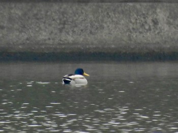 マガモ 彩湖 2024年3月24日(日)