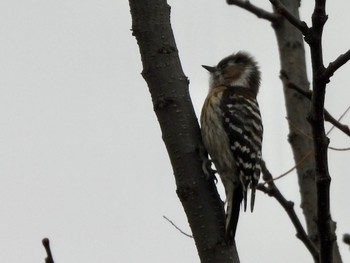 Japanese Pygmy Woodpecker 彩湖 Sun, 3/24/2024