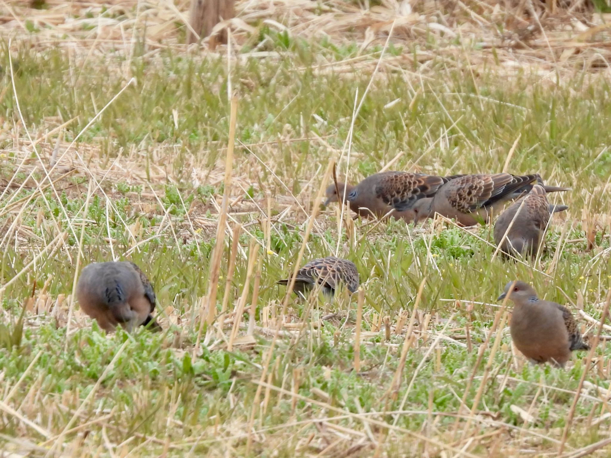 Photo of Oriental Turtle Dove at 彩湖 by くー