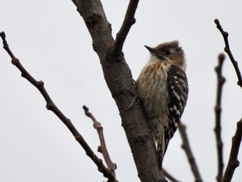 Japanese Pygmy Woodpecker 彩湖 Sun, 3/24/2024
