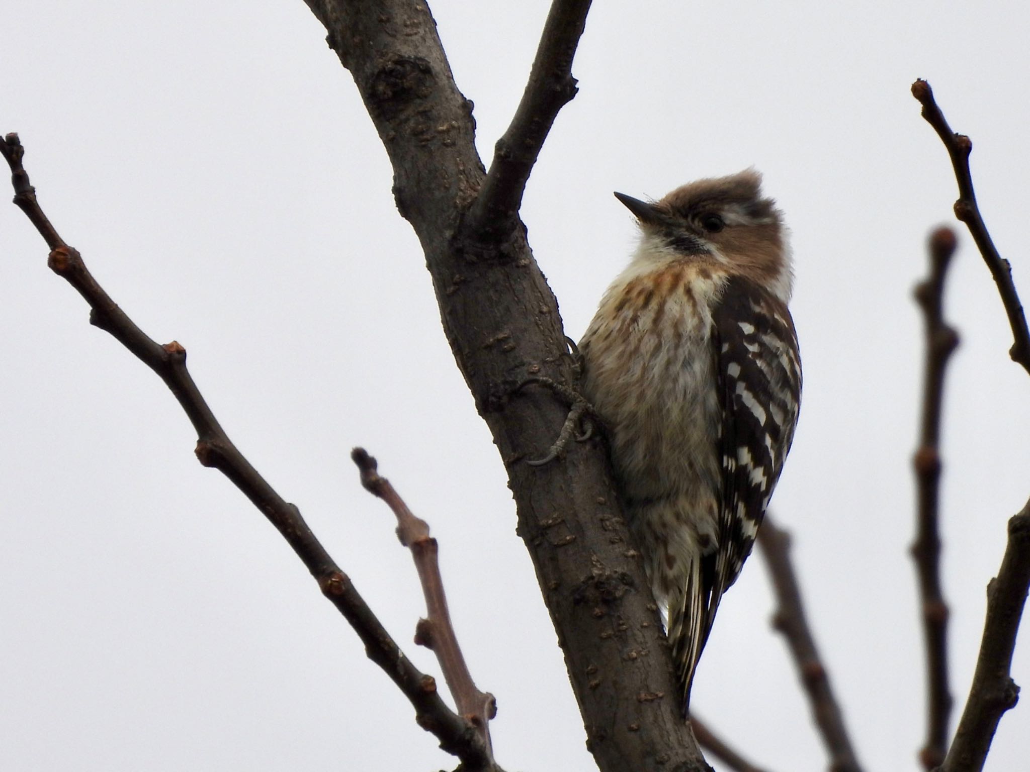 Photo of Japanese Pygmy Woodpecker at 彩湖 by くー