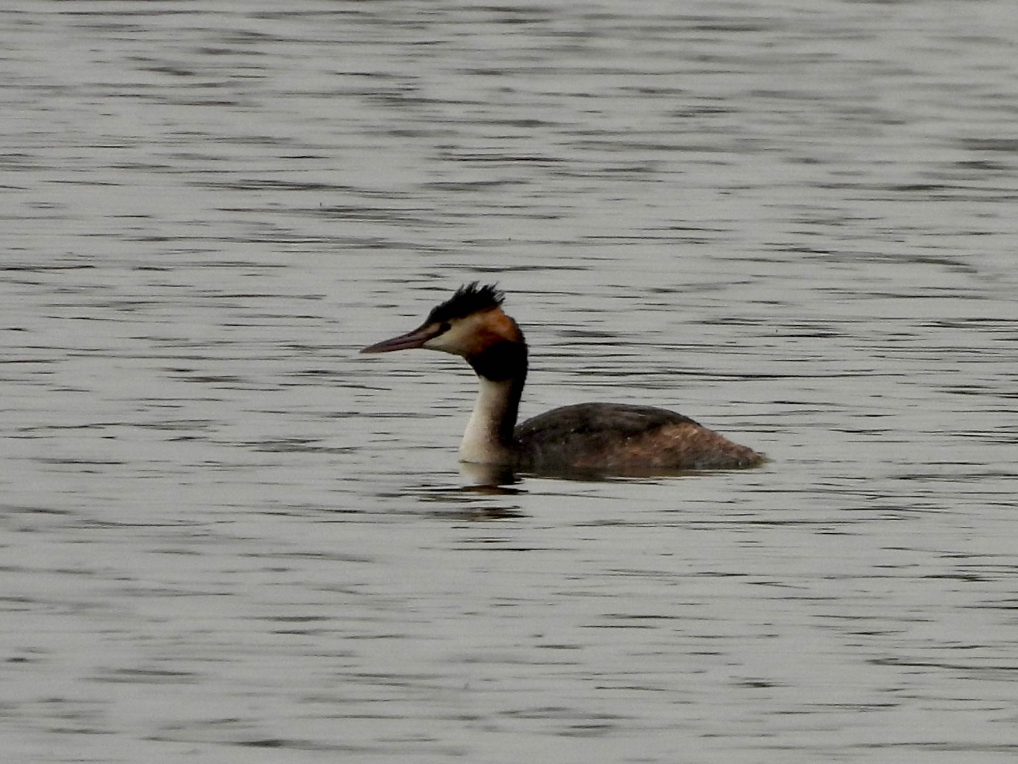 Great Crested Grebe