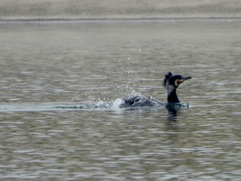 Great Cormorant 彩湖 Sun, 3/24/2024