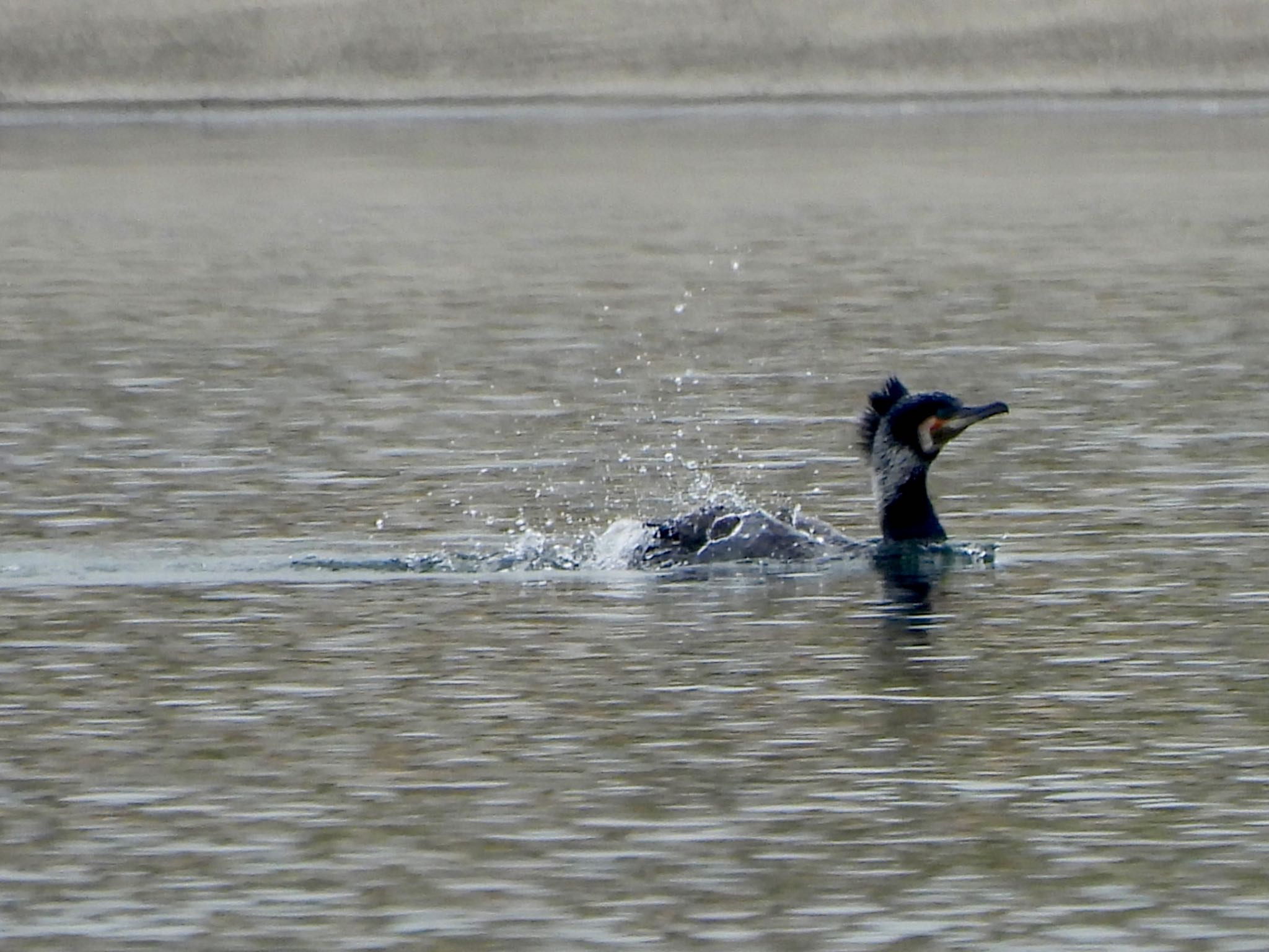 Photo of Great Cormorant at 彩湖 by くー