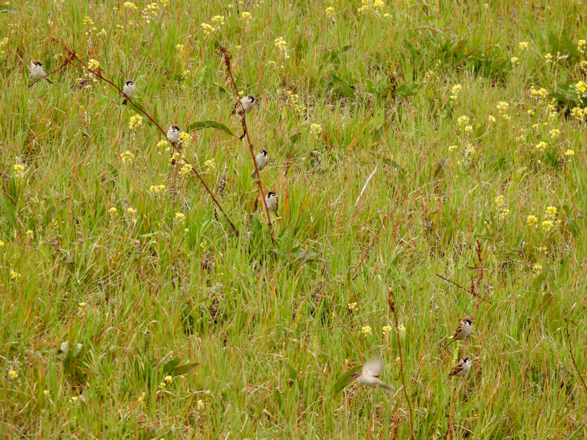 Eurasian Tree Sparrow