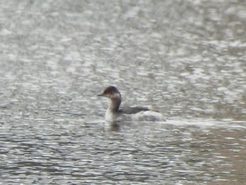 Black-necked Grebe 彩湖 Sun, 3/24/2024