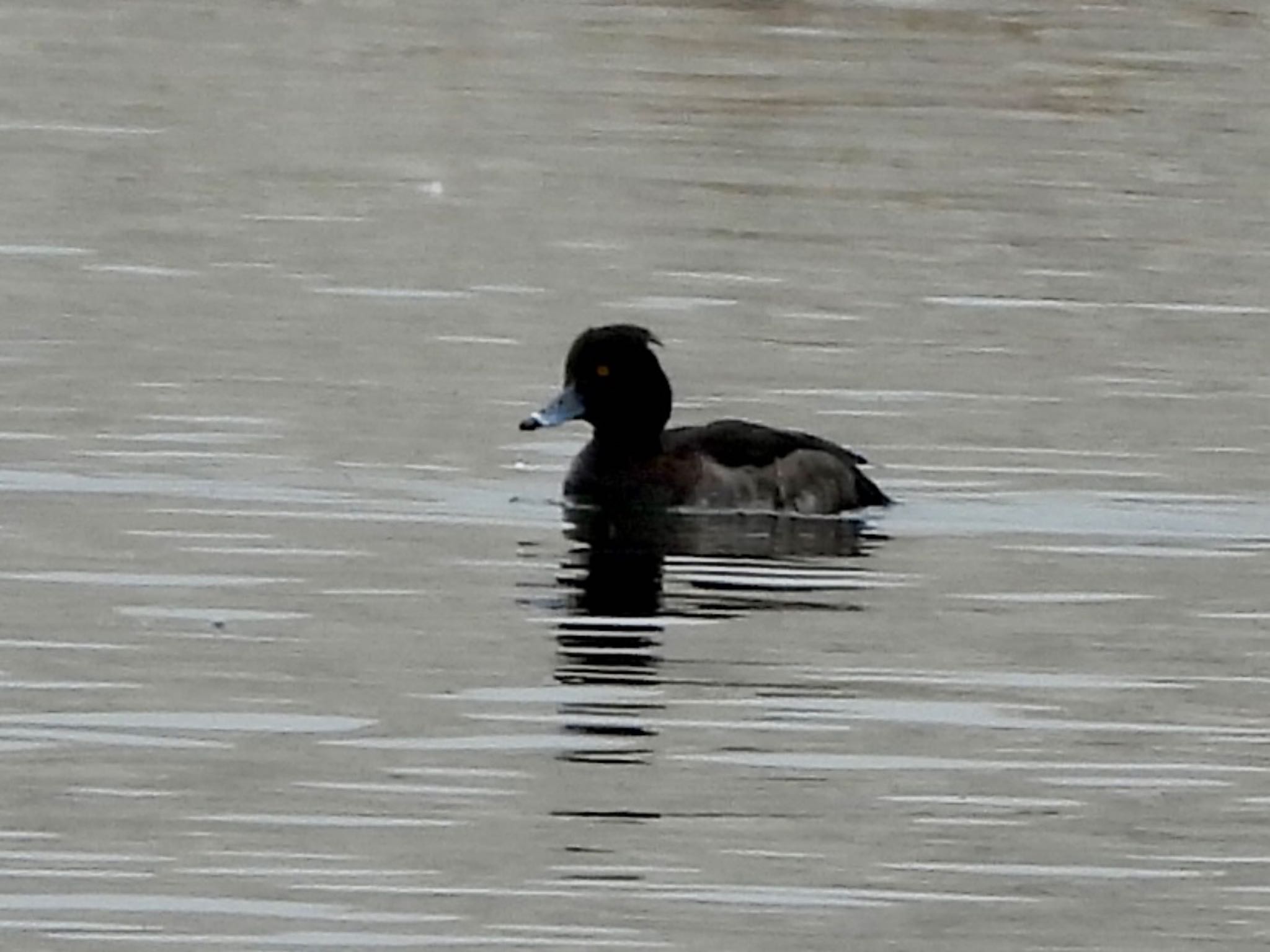 Photo of Tufted Duck at 彩湖 by くー