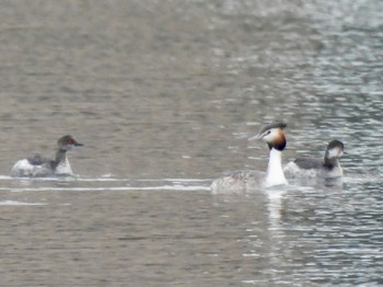 Black-necked Grebe 彩湖 Sun, 3/24/2024