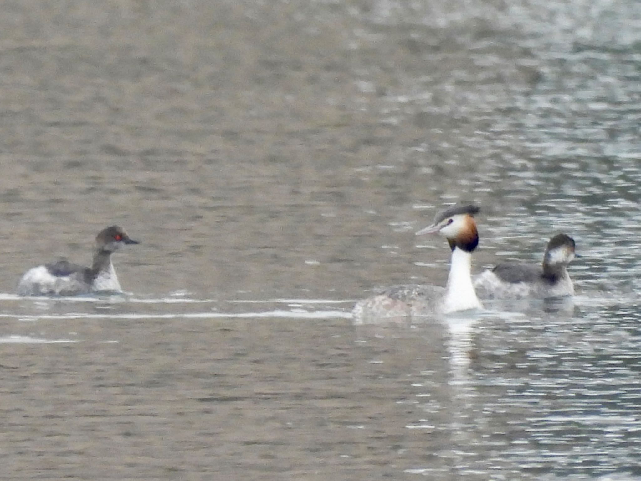 Black-necked Grebe