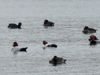 Common Pochard 彩湖 Sun, 3/24/2024