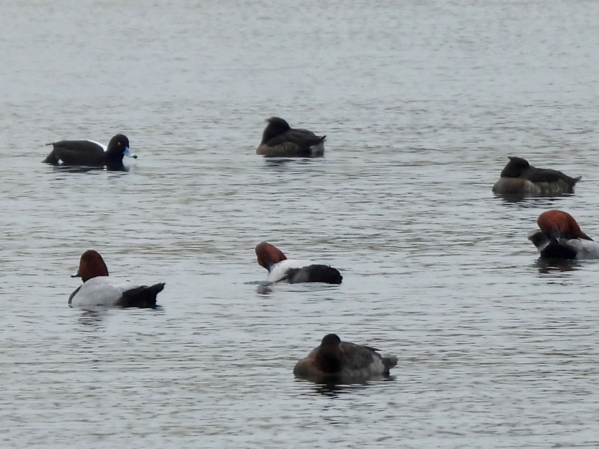 Common Pochard