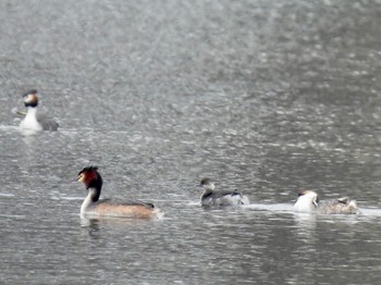 Black-necked Grebe 彩湖 Sun, 3/24/2024