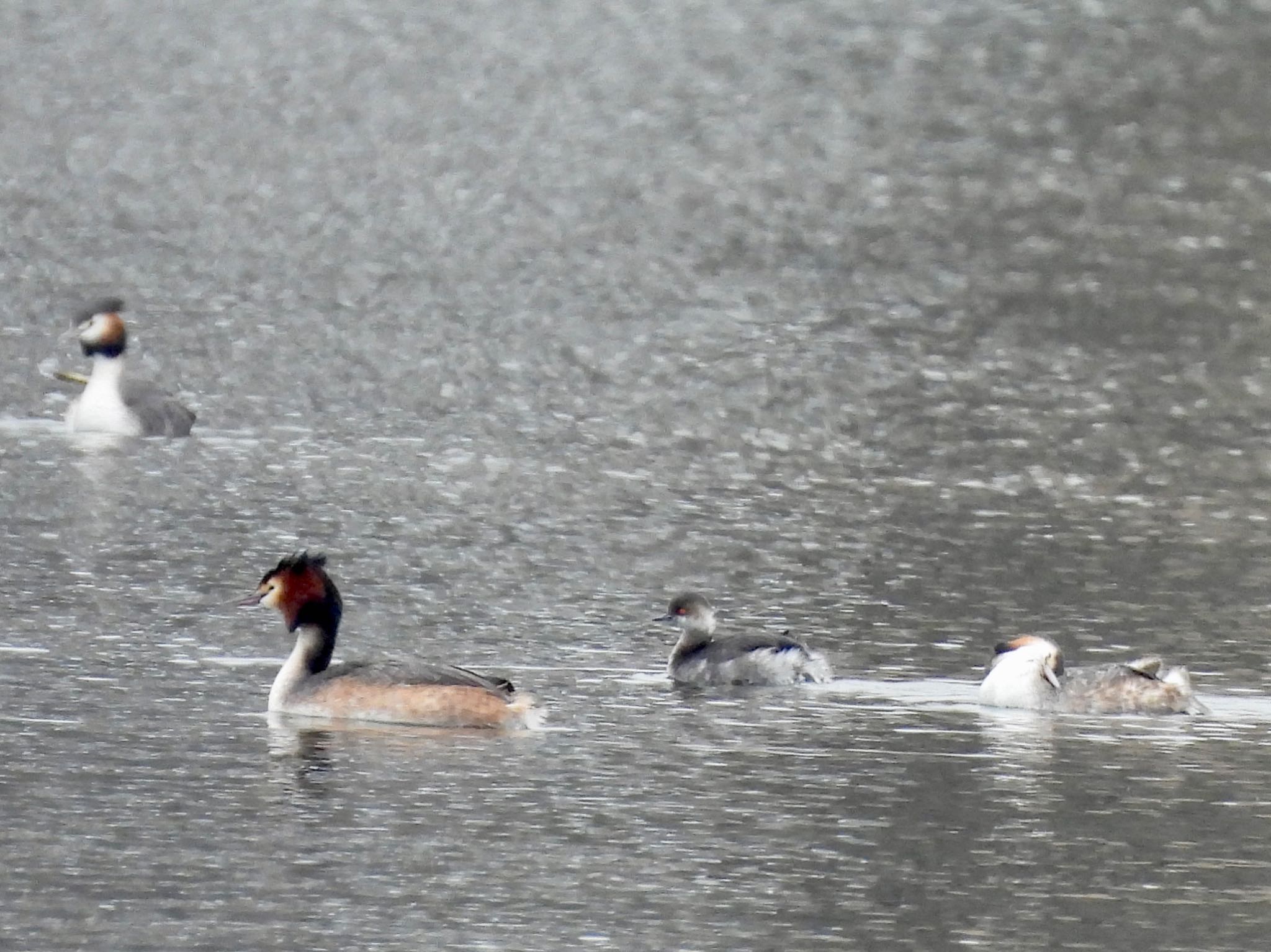 Black-necked Grebe