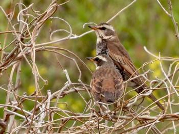 Dusky Thrush 彩湖 Sun, 3/24/2024