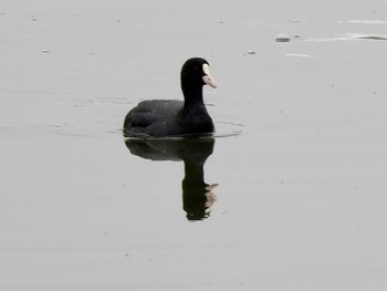 Eurasian Coot 彩湖 Sun, 3/24/2024