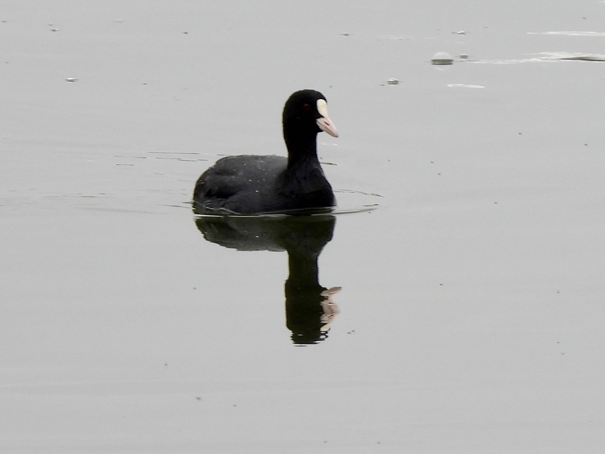 Eurasian Coot