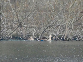 Eastern Spot-billed Duck 彩湖 Sun, 3/24/2024