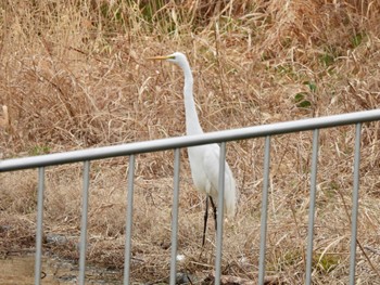 Great Egret 彩湖 Sun, 3/24/2024