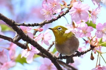 メジロ 大町自然観察園 2024年3月17日(日)