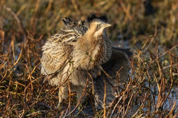 Eurasian Bittern Unknown Spots Sun, 2/4/2024