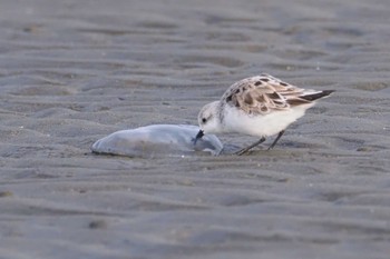 ミユビシギ ふなばし三番瀬海浜公園 2024年3月24日(日)