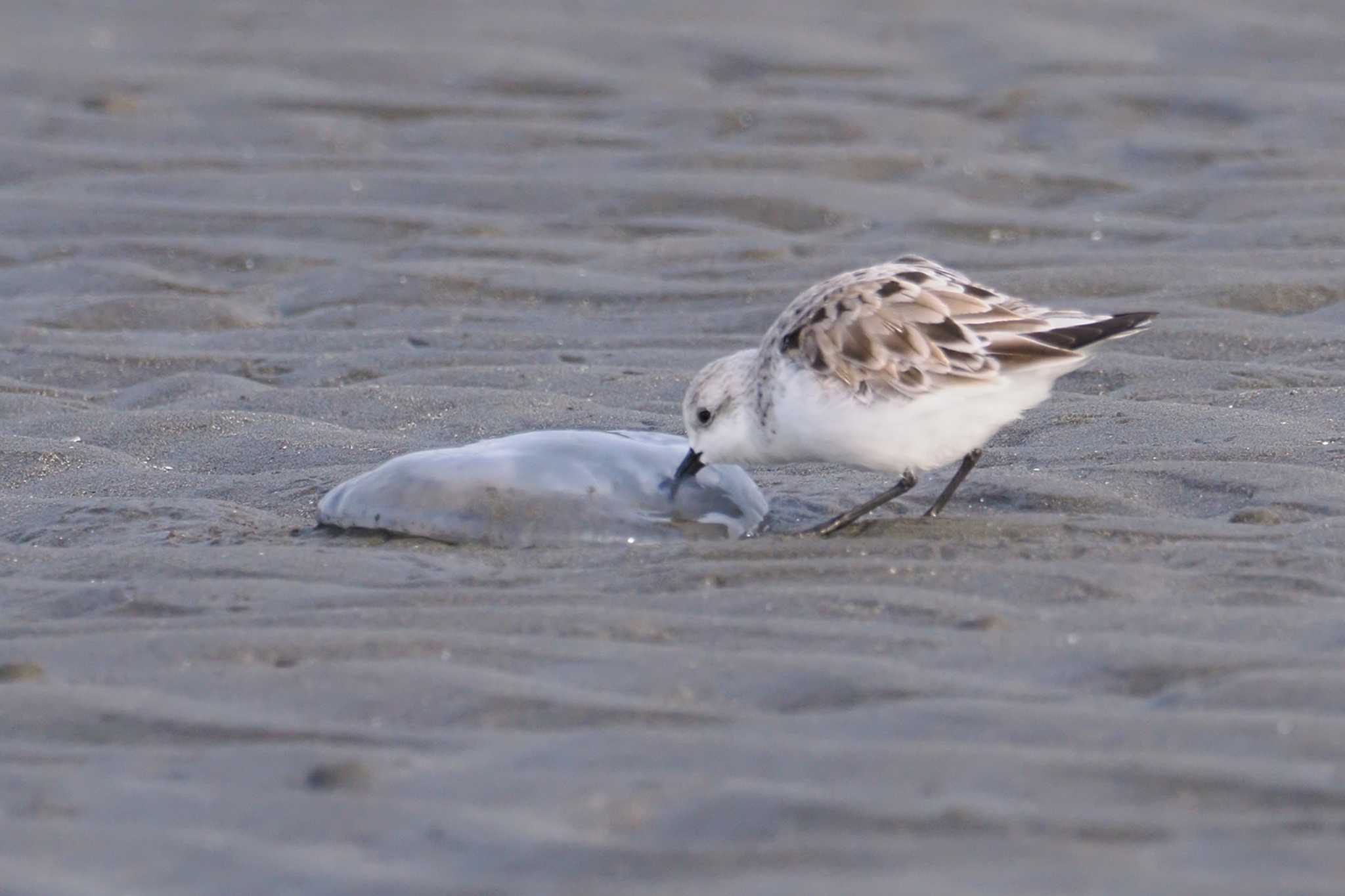 Sanderling