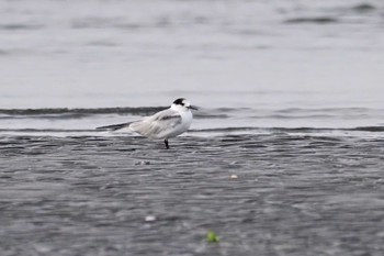 アジサシ ふなばし三番瀬海浜公園 2024年3月24日(日)