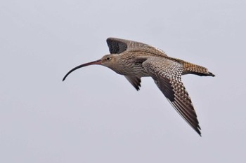 2024年3月24日(日) ふなばし三番瀬海浜公園の野鳥観察記録