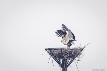 コウノトリ 場所が不明 2024年3月25日(月)