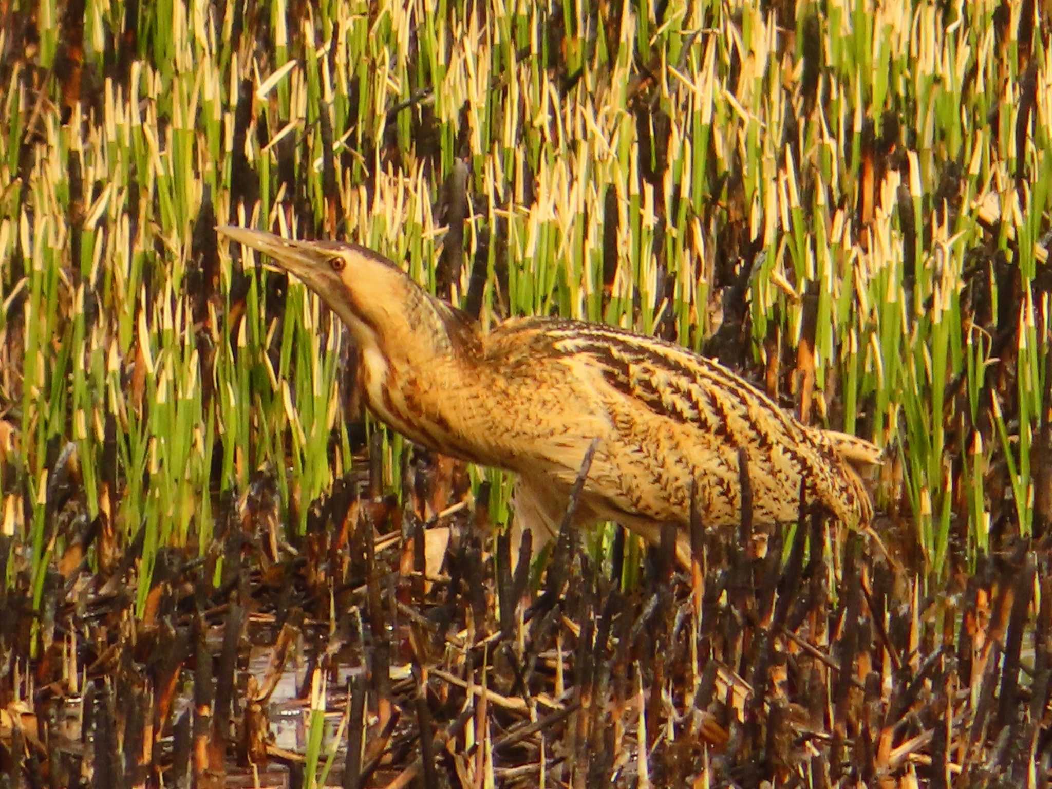 Photo of Eurasian Bittern at Watarase Yusuichi (Wetland) by ゆ