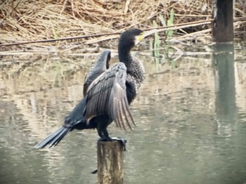 カワウ 舞岡公園 2024年3月25日(月)