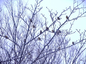 カワラヒワ 舞岡公園 2024年3月25日(月)