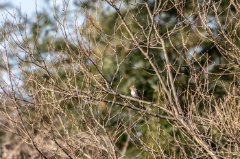 Rustic Bunting Izunuma Sun, 12/16/2018