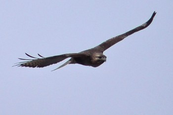 2024年3月24日(日) 境御嶽山自然の森公園(伊勢崎市) の野鳥観察記録