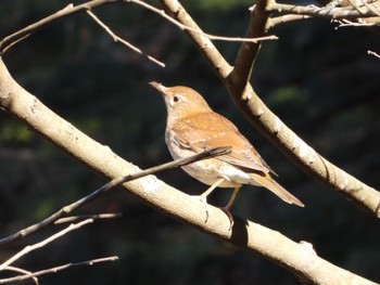 Pale Thrush 牛久自然観察の森 Sat, 1/6/2024