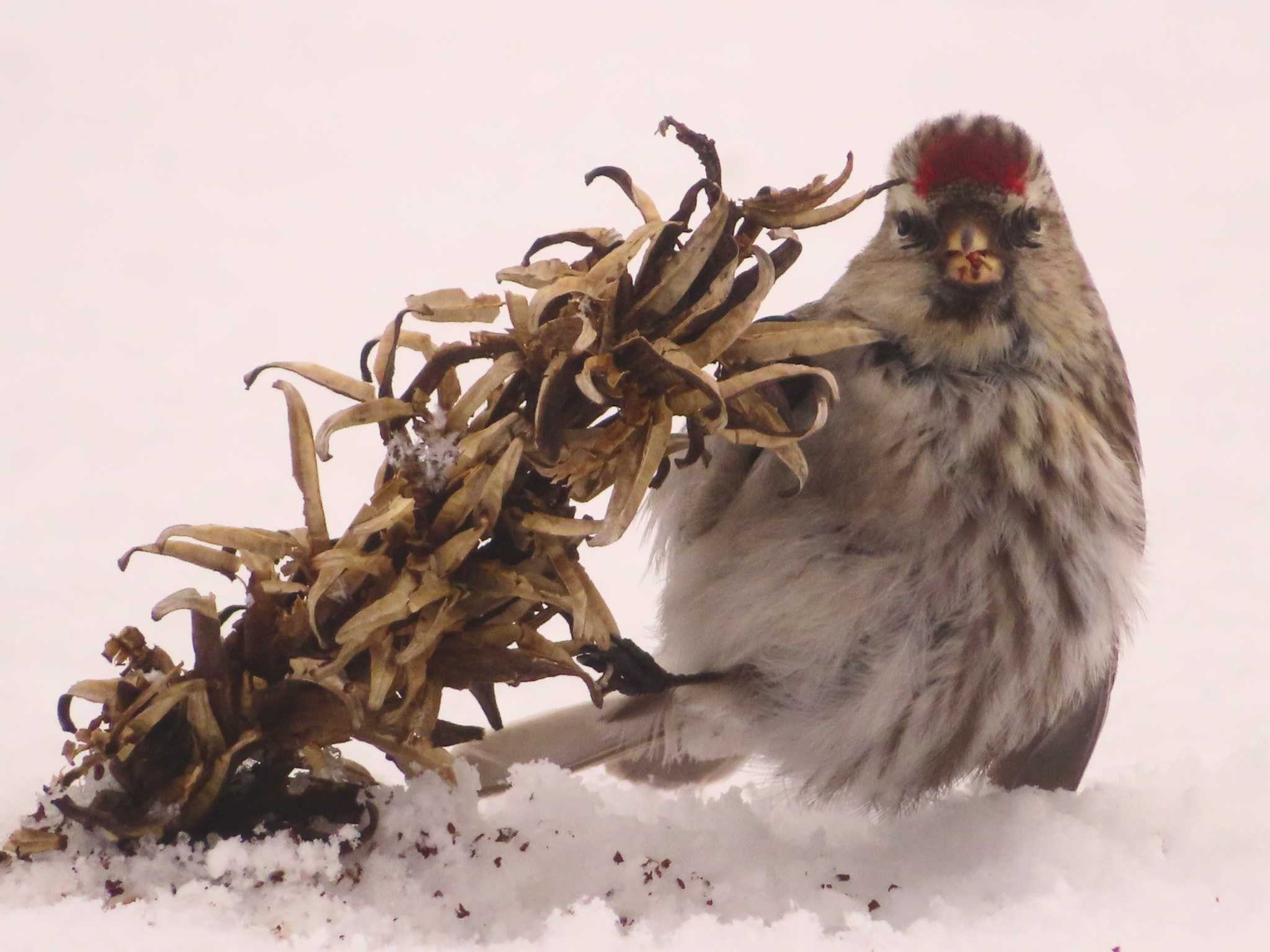 Common Redpoll