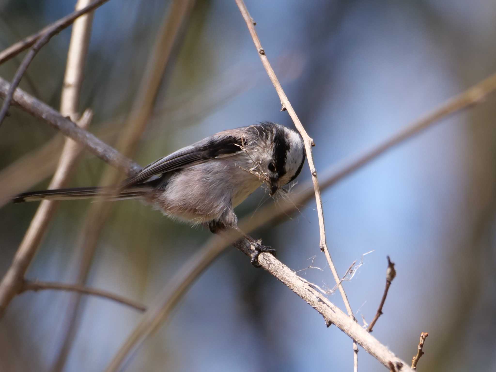 これと野鳥の羽を蜘蛛の糸でまとめるのかな・・。 by little birds