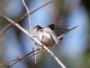 Long-tailed Tit 熊谷 Mon, 3/11/2024