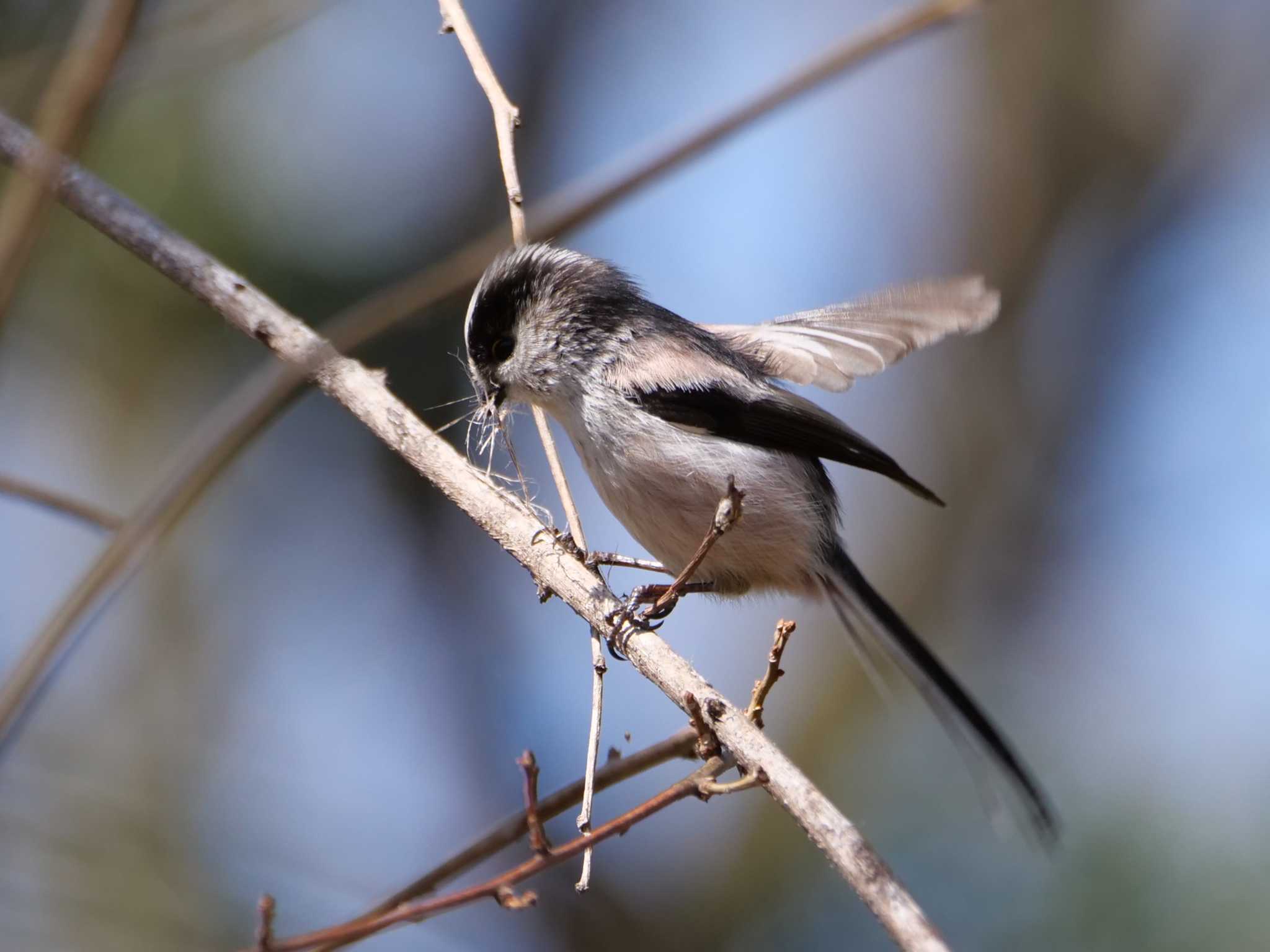 エナガ3態。　細い木の肌をむいています・・ by little birds