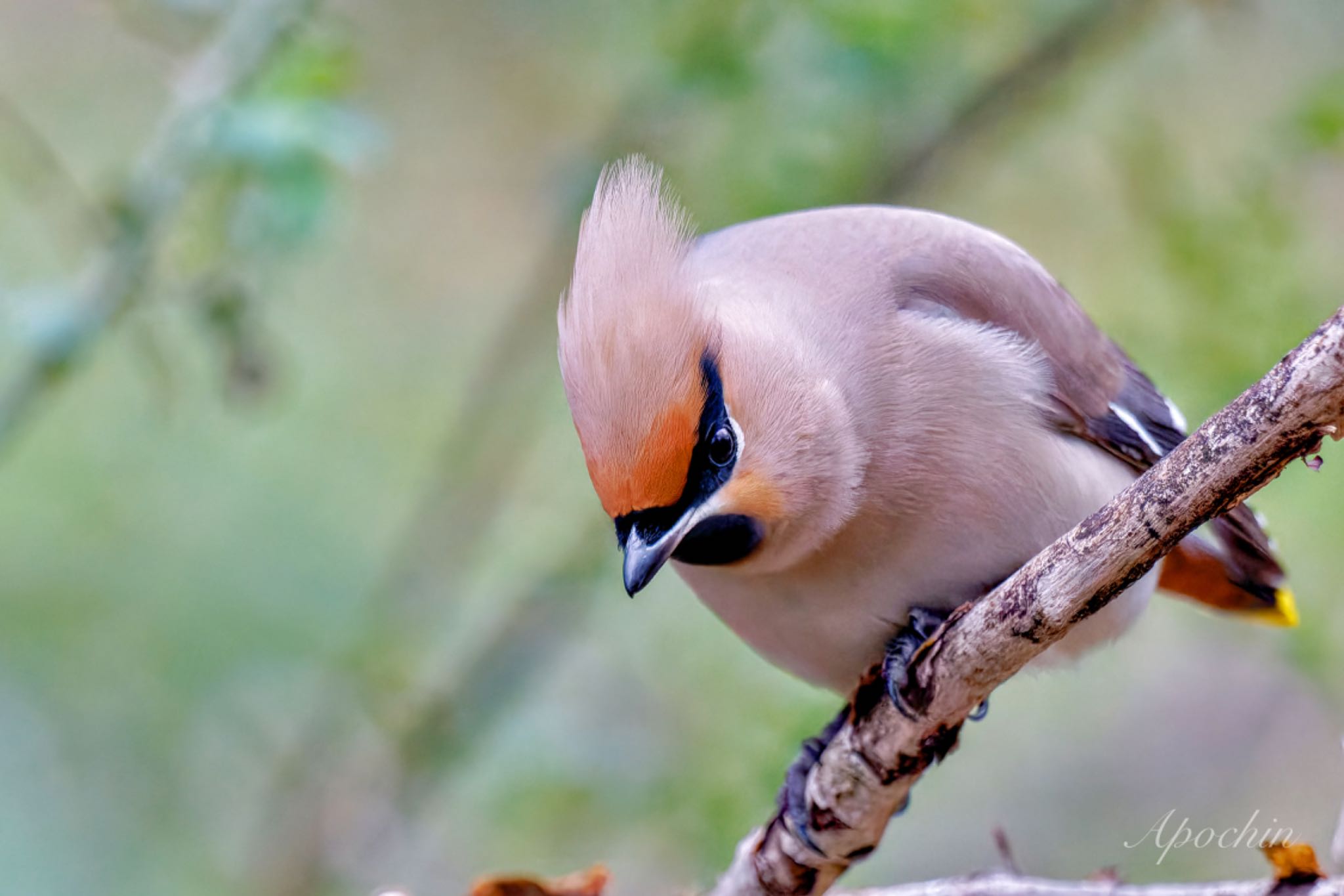 Photo of Bohemian Waxwing at Kitamoto Nature Observation Park by アポちん