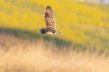 Short-eared Owl 埼玉県内 Sat, 3/23/2024