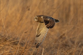 Short-eared Owl 埼玉県内 Sat, 3/23/2024